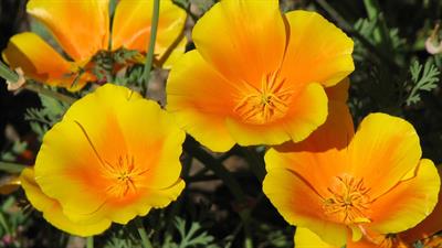 Eschscholzia califor